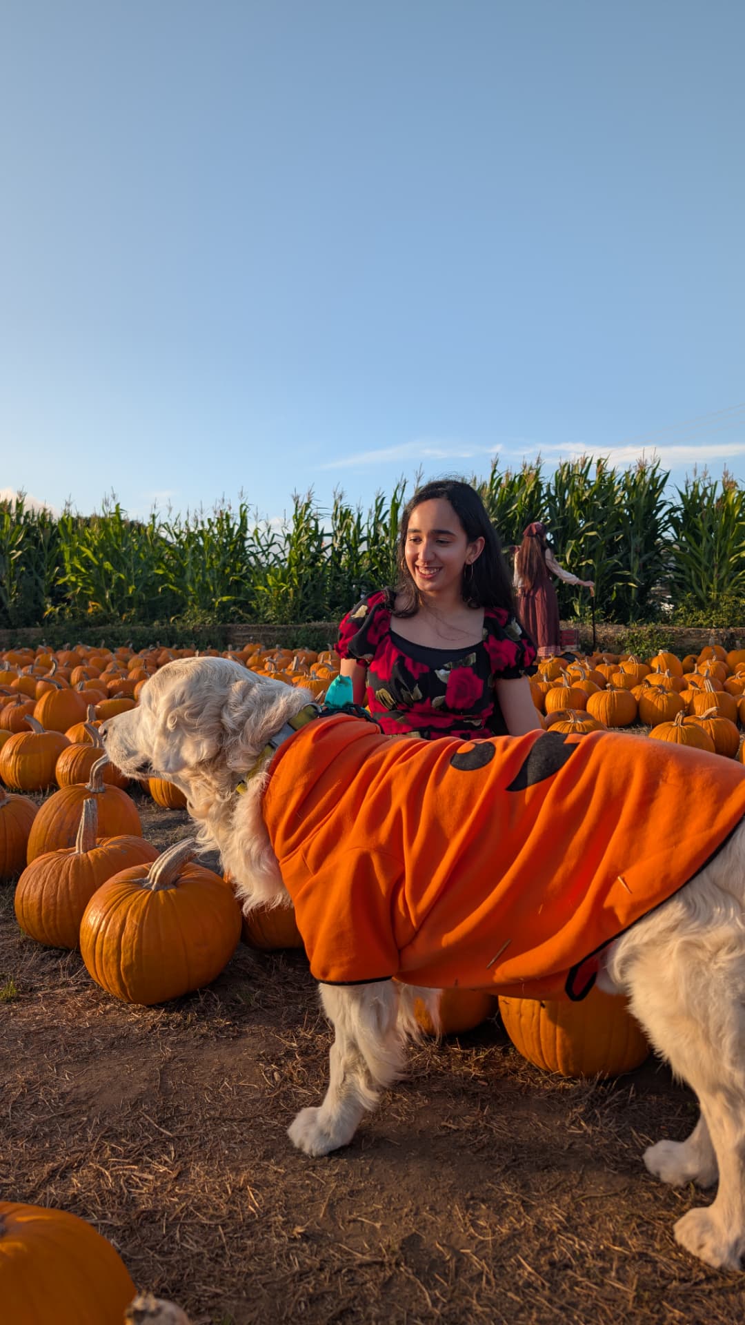 Pumpkin patch season
