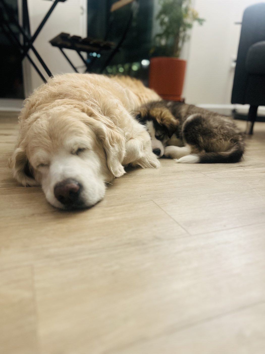 Sunlit floor nap