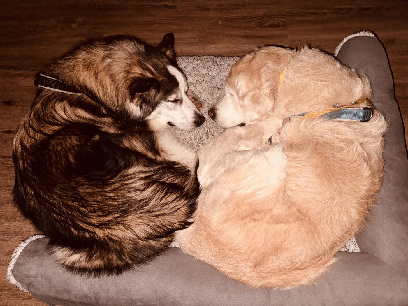 One shared pile