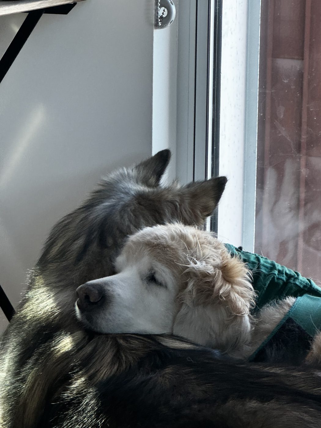 Chin on his brother