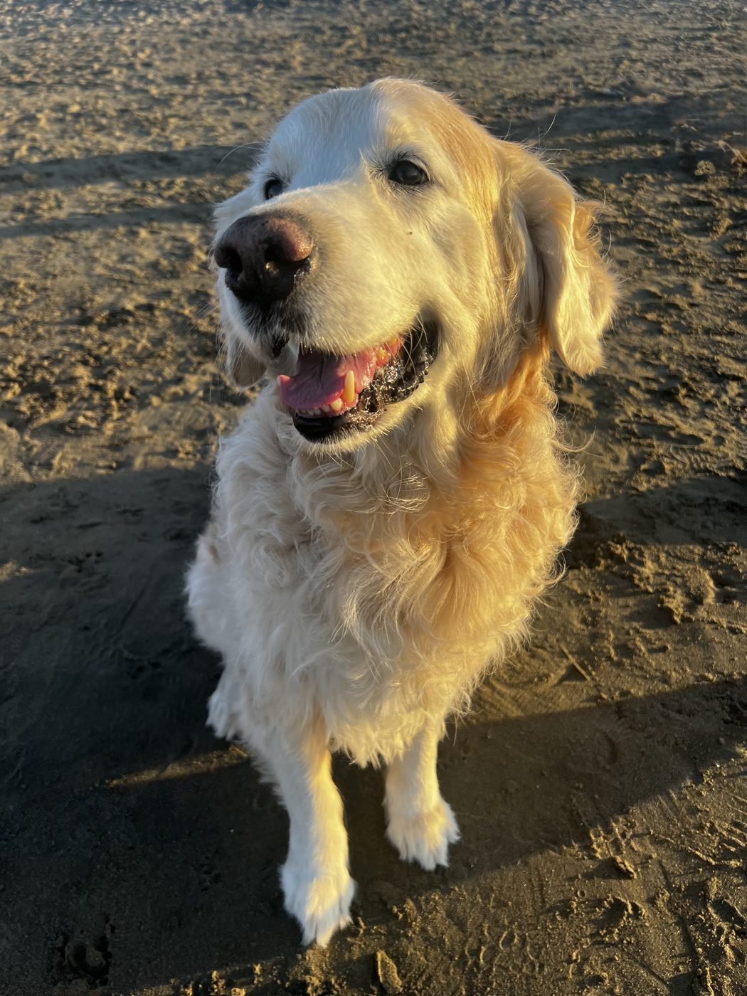 Chester