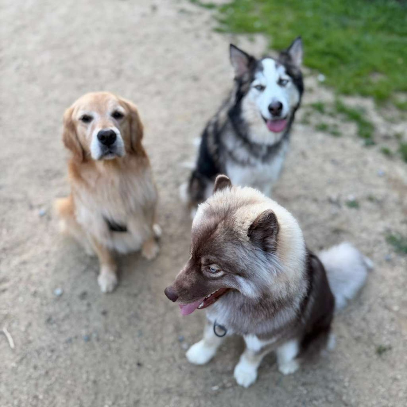 Small dogs at a San Francisco park