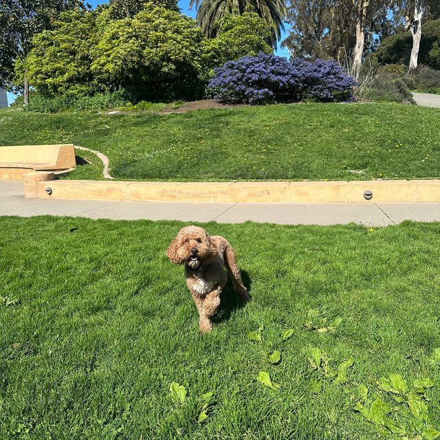 Gigi