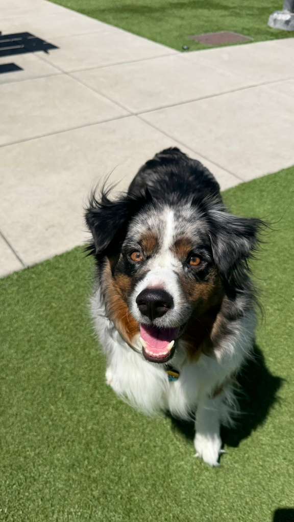 Remi